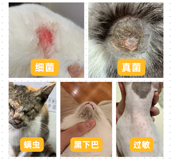 猫皮肤病种类大全，病因、症状图片&治疗方法