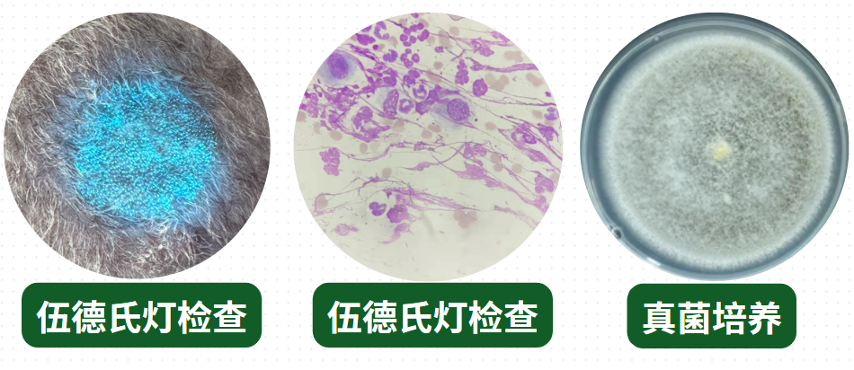 貓癬怎麼區分