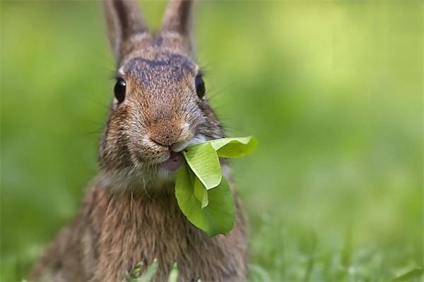 兔子可以吃什么蔬菜