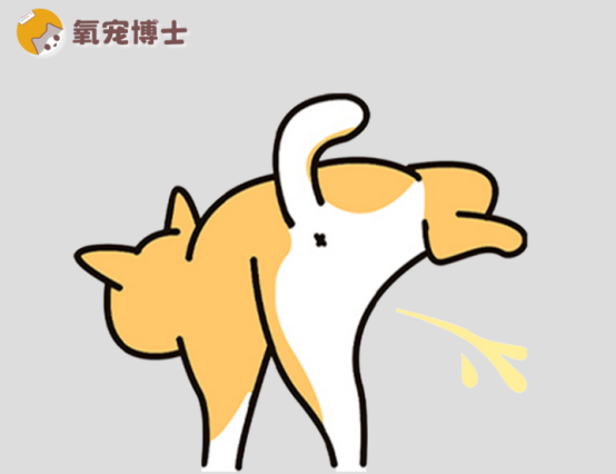 狗狗的尿很黃是什麼原因？看完這篇才知道真相
