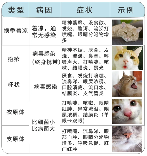 猫感冒病因