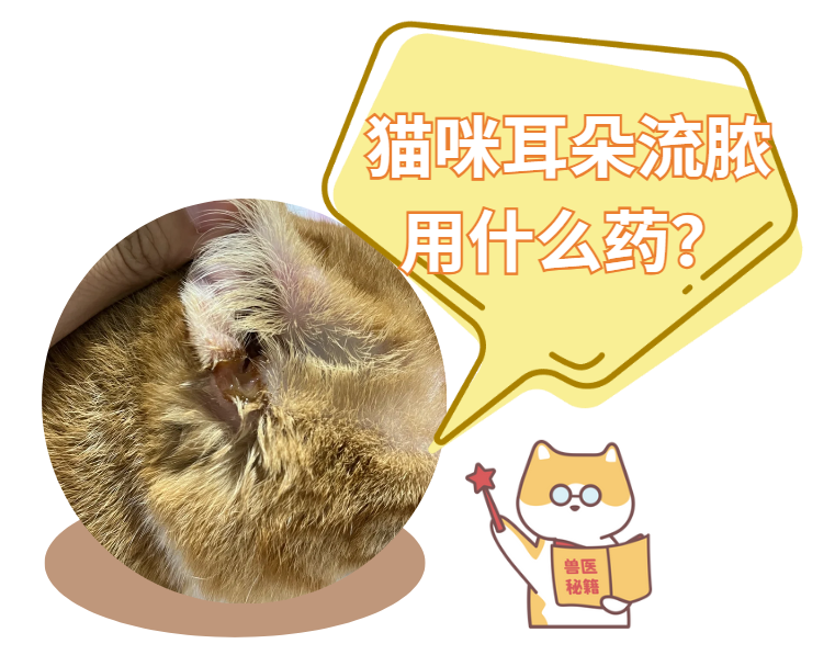 猫咪耳朵流脓怎么办？