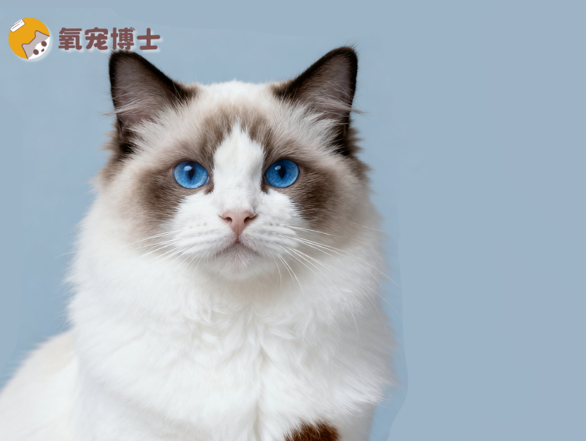 布偶猫不爆毛怎么办？