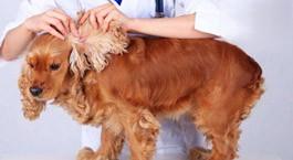 狗狗脓皮症怎么治疗？