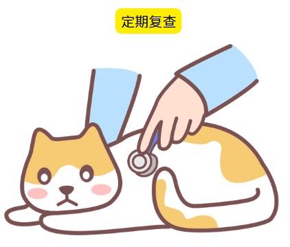 猫鼻支不是绝症，请不要轻易放弃猫咪！