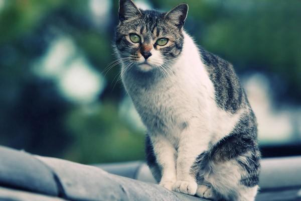 猫咪结膜炎角膜炎的症状与治疗方法