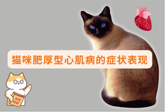 猫咪肥厚型心肌病症状全解析，铲屎官必看！