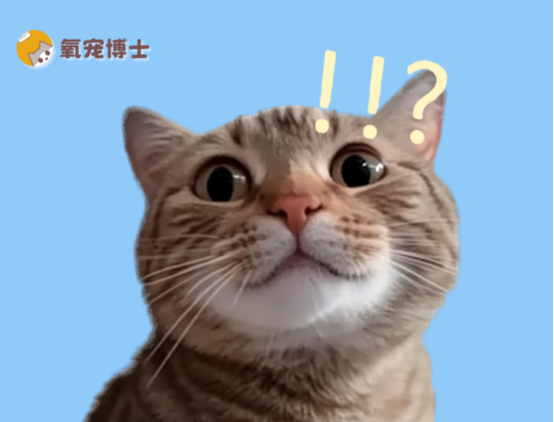 猫咪伤口流脓能自愈吗？