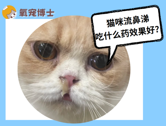 猫咪流鼻涕吃什么药效果好？
