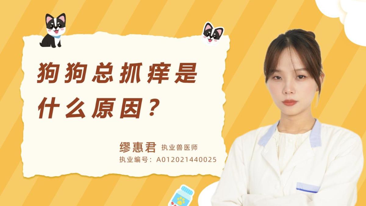 狗狗總抓癢是什麼原因？
