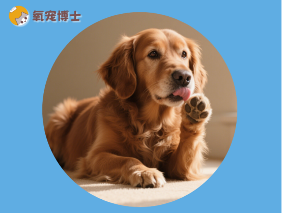 狗狗總舔爪子怎麼回事？一文讀懂背後真相