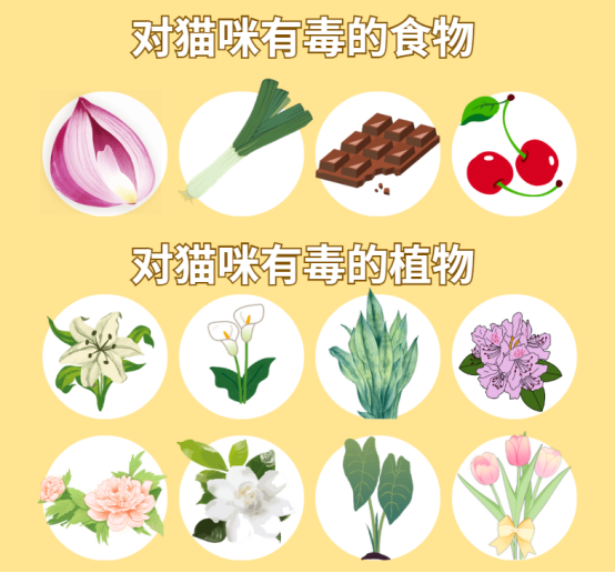 貓咪吐黃水