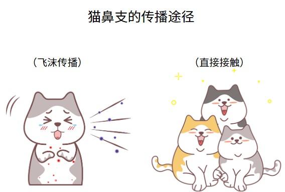 猫鼻支扩散警示：如何避免全屋沦陷？