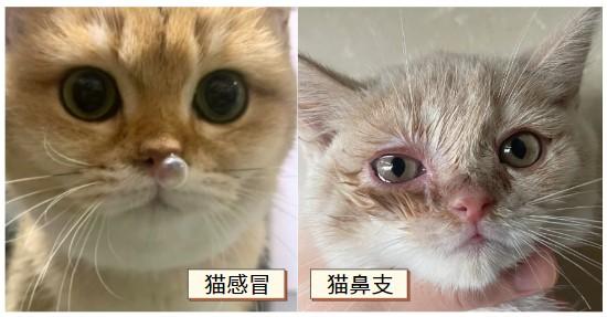 猫咪喷嚏不停？警惕猫鼻支症状来袭