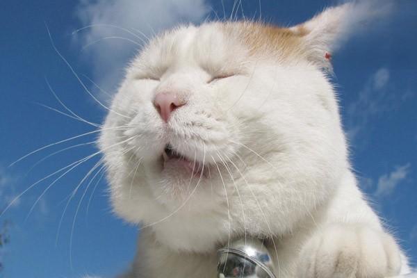 怎么区分猫鼻支和猫咪感冒？