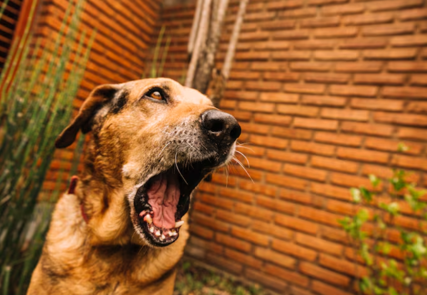 狗狗狂犬病初期征