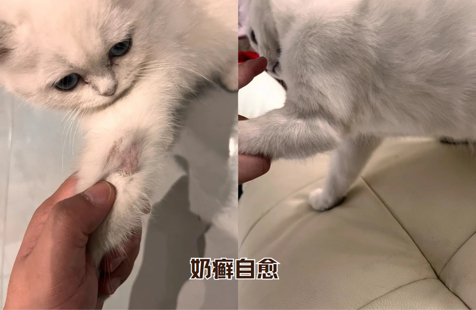 貓癬多久能自愈