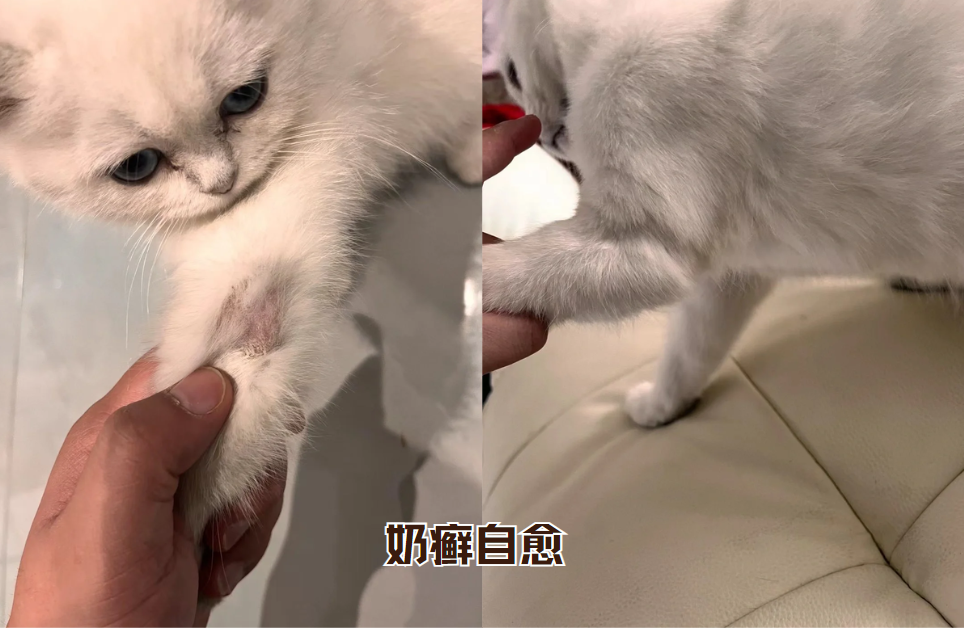 猫癣多久能自愈