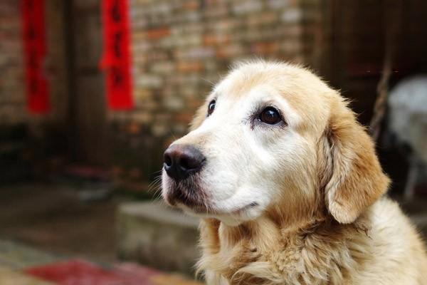 狗狗生病的幾大征兆