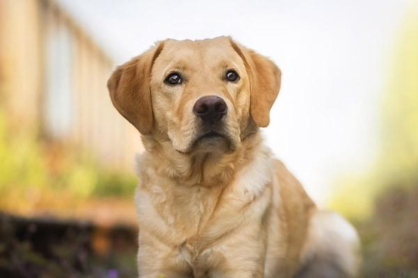 犬諾卡氏菌病的症狀表現