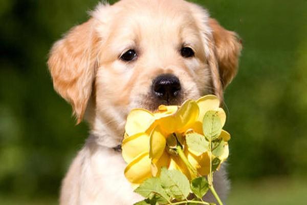 犬猫心室间隔缺损