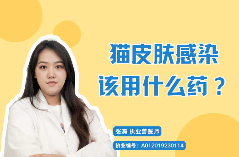 猫咪皮肤感染该用什么药？