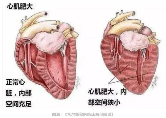 狗狗心脏肥大