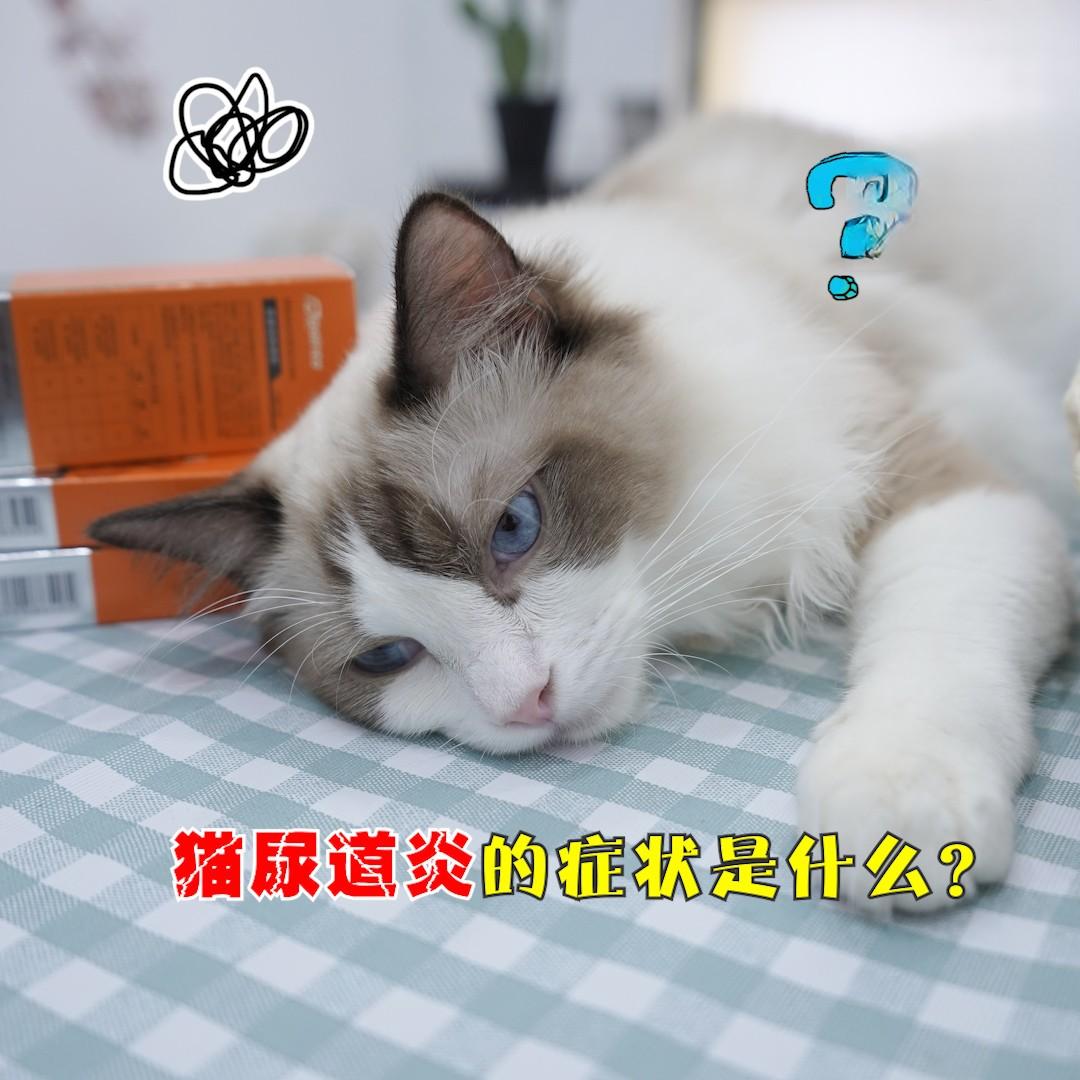 猫咪尿道炎的症状