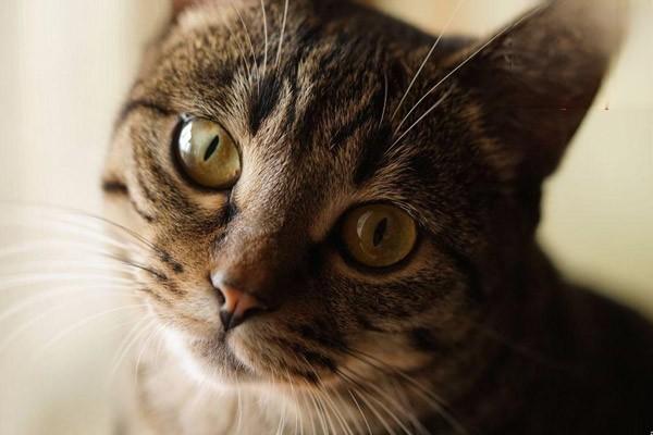 猫癣症状猫癣怎么治疗猫癣，猫藓如何根治