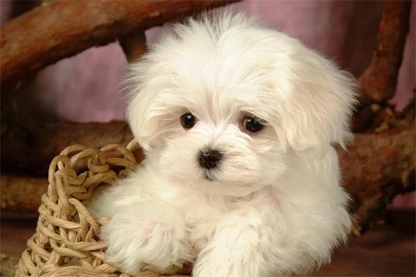 白色狗狗的毛色发黄是什么原因？
