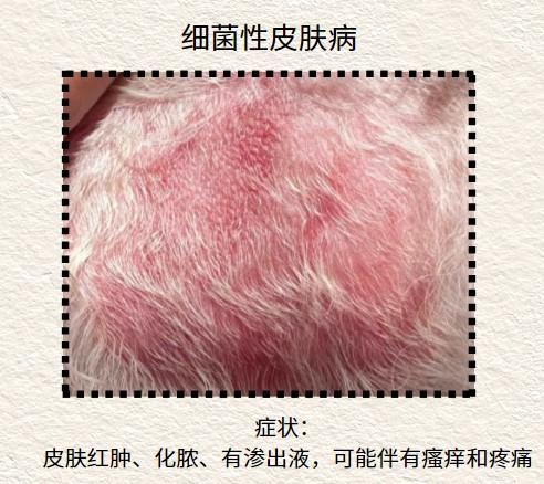 狗狗皮膚病用什麼藥？