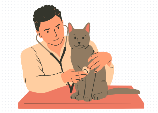 猫咪打架受伤了怎么办？