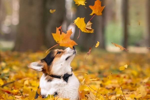 幼犬生理特点