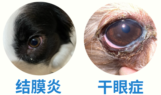 狗狗眼睛發紅有眼屎怎麼回事？