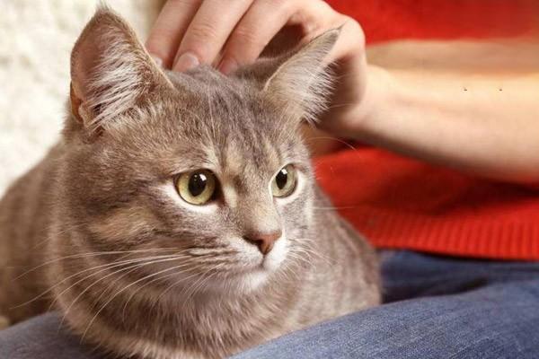 猫咪患上中耳炎或者内耳炎有怎么表现？