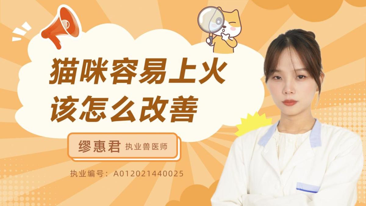 猫咪容易上火该怎么改善？