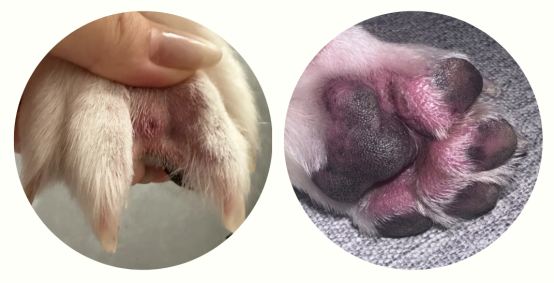 狗狗一直舔爪子
