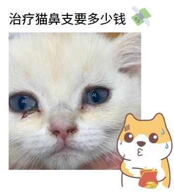 宠物医院治疗猫鼻支要多少钱？