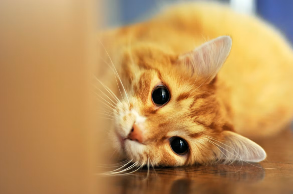 宠物猫狗辅酶Q10避坑指南：拒绝虚标套路！认准3条法则