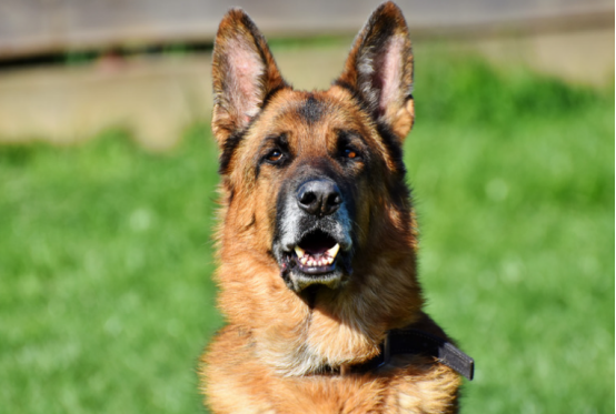 警犬品种
