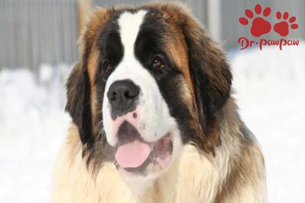 犬高铁血红蛋白血症主要症状和病例变化