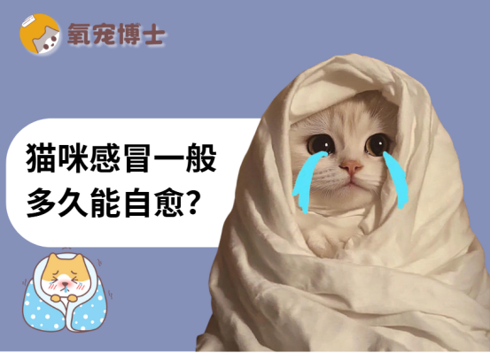 猫咪感冒还在等自愈？超过这个时间赶紧送医！