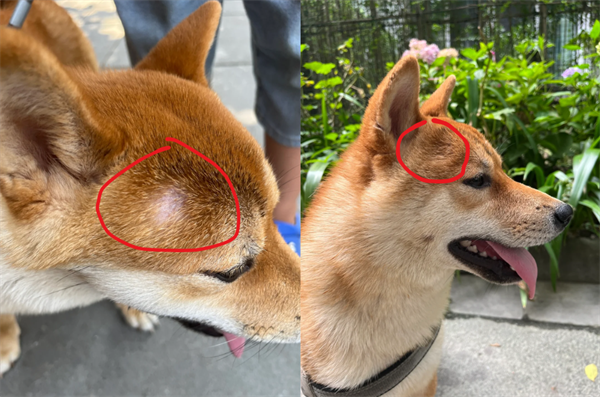 狗狗真菌感染喷剂