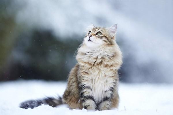 猫咪感冒时有哪几种症状