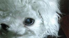 狗狗眼睛变白是什么病