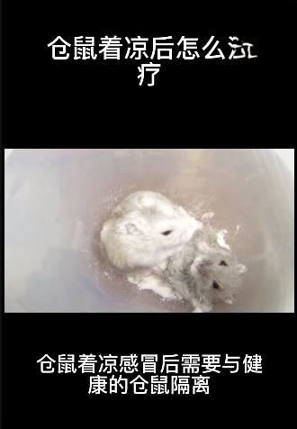 仓鼠着凉后怎么治疗