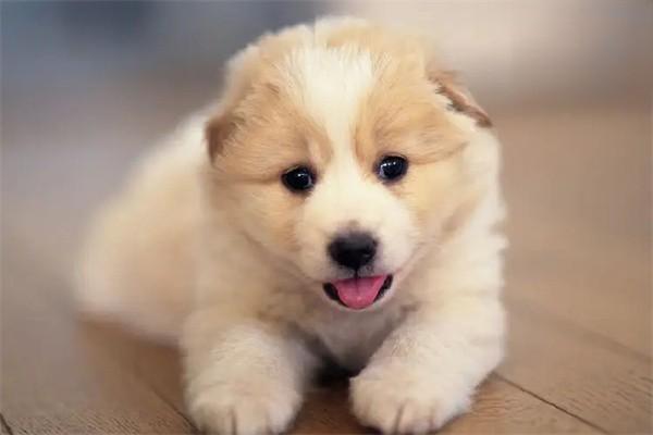 犬蜂窝织炎的病因和治疗方法