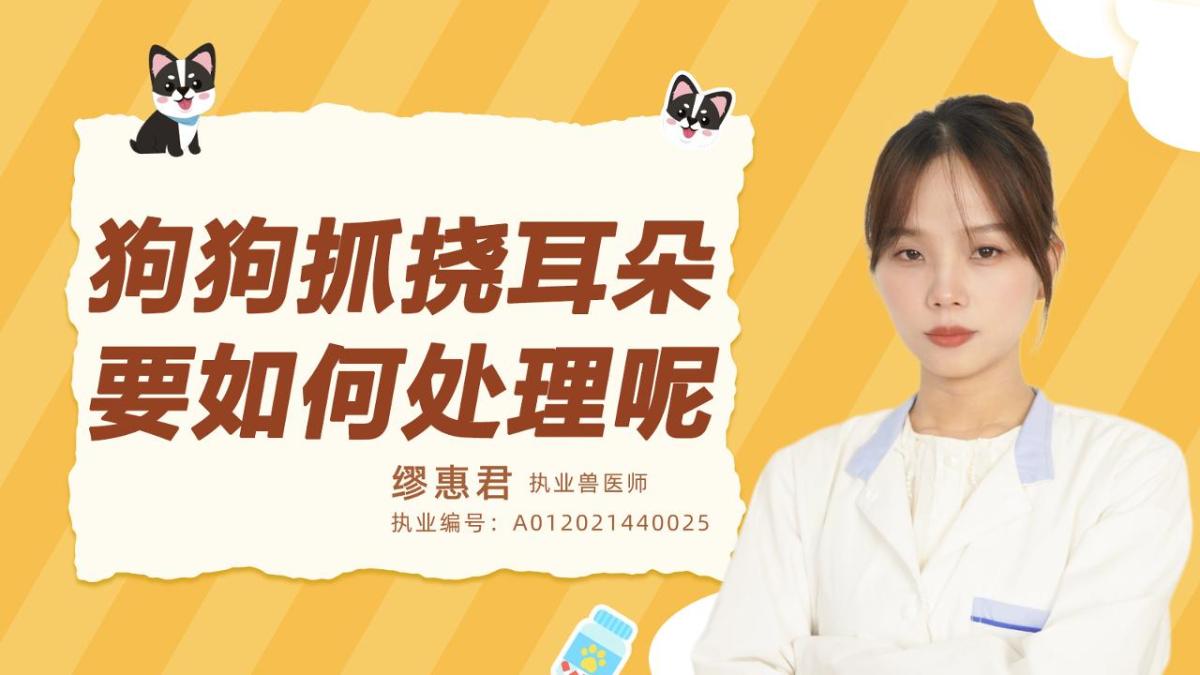 狗狗抓挠耳朵要如何处理呢？