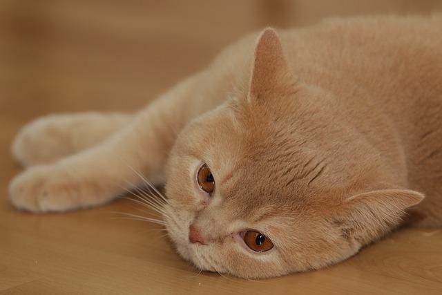 猫胃里的毛球吐不出来怎么办？