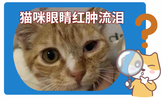 猫咪眼睛红肿流泪的原因有哪些？